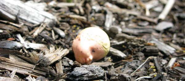 Сломанная игрушка Сломанная игрушка - Sputnik Беларусь