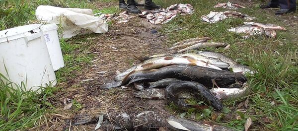 Рыба, выловленная браконьерами - Sputnik Беларусь