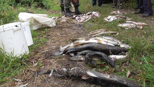 Рыба, выловленная браконьерами - Sputnik Беларусь