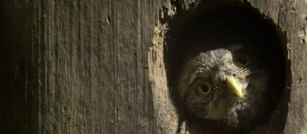 Таямніцы каралеўства жывой прыроды - Sputnik Беларусь