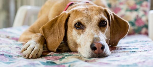 Собака - Sputnik Беларусь