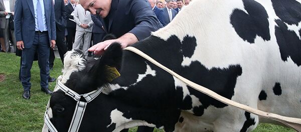 Во время посещения одной из ферм сельхозпредприятия Савушкино Александру Лукашенко подарили корову для личного подсобного хозяйства, 15 августа 2016 года - Sputnik Беларусь