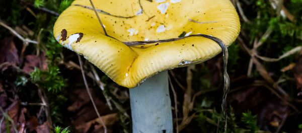 Сыроежка - Sputnik Беларусь