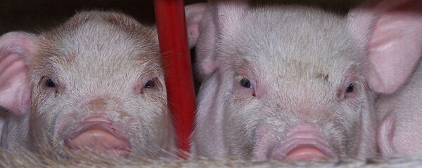 Свиньи. Архивное фото - Sputnik Беларусь