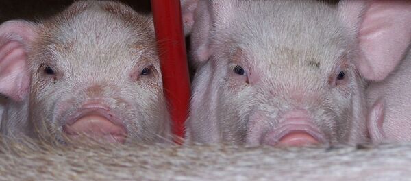 Свиньи. Архивное фото - Sputnik Беларусь