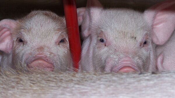 Свиньи. Архивное фото - Sputnik Беларусь