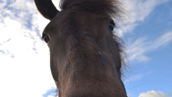 Голова коня. Архивное фото - Sputnik Беларусь