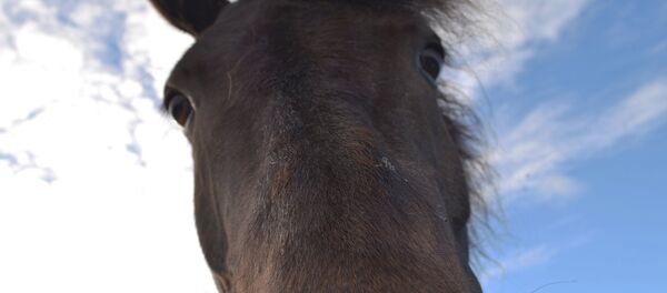 Голова коня. Архивное фото - Sputnik Беларусь