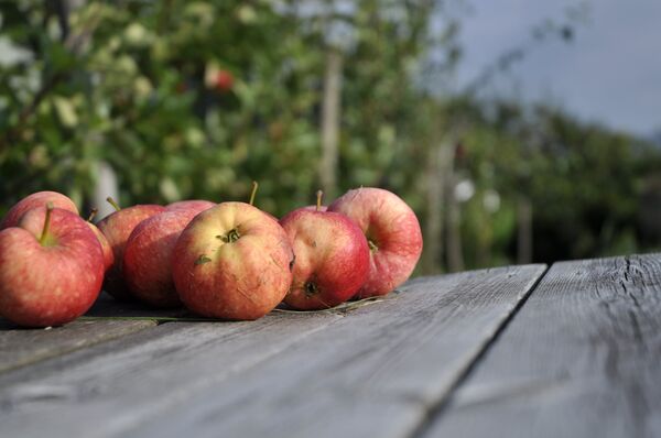 Яблоки в саду - Sputnik Беларусь
