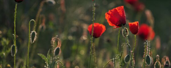 Цветущий мак - Sputnik Беларусь