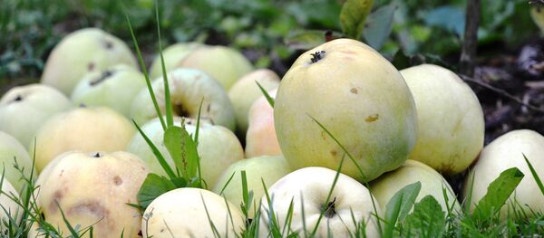 Яблоки - Sputnik Беларусь