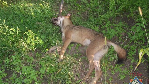 Убитая мужчинами волчица - Sputnik Беларусь