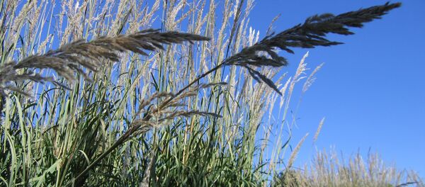 Камыши у озера - Sputnik Беларусь