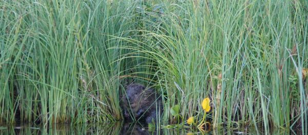 Бобер в прибрежной траве - Sputnik Беларусь