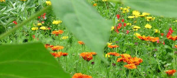 Цветы в августе - Sputnik Беларусь