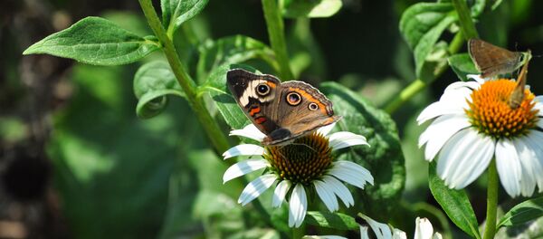 Цветы в августе - Sputnik Беларусь