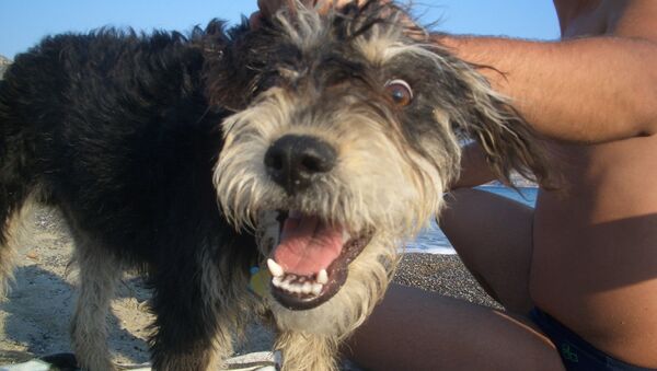 Собака с хозяином на пляже - Sputnik Беларусь