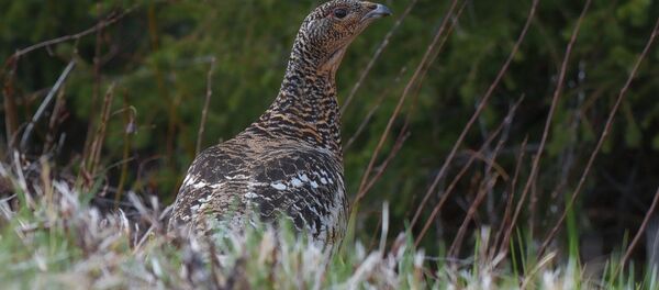Тетерев. Архивное фото - Sputnik Беларусь
