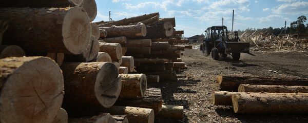 Лесозаготовка - Sputnik Беларусь