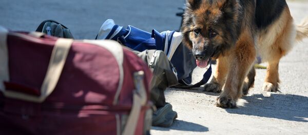 Кинологическая служба  - Sputnik Беларусь