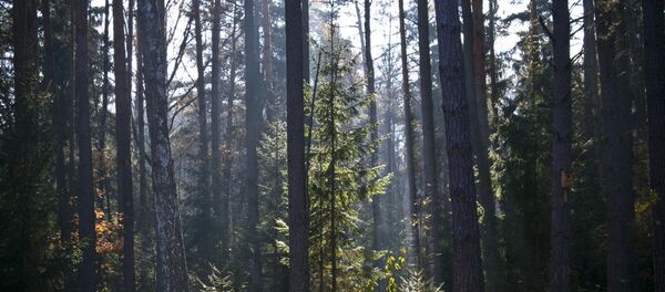 Лес в Беларуси. Архивное фото Лес в Беларуси. Архивное фото - Sputnik Беларусь