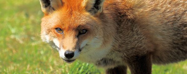 Лиса - Sputnik Беларусь