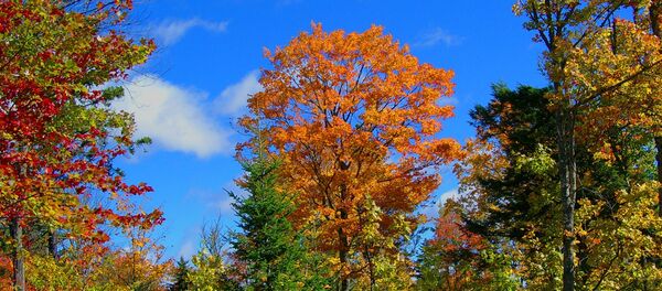 Дрэвы ўвосень Дрэвы ўвосень - Sputnik Беларусь