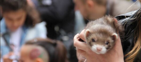 День хорька - Sputnik Беларусь