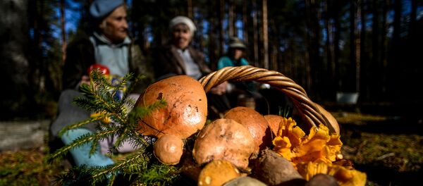 Сбор грибов в Новгородской области - Sputnik Беларусь