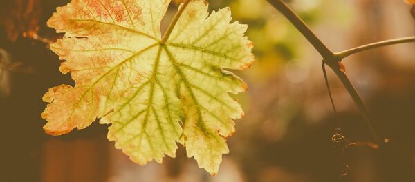 Виноградный лист. Архивное фото Виноградный лист. Архивное фото - Sputnik Беларусь