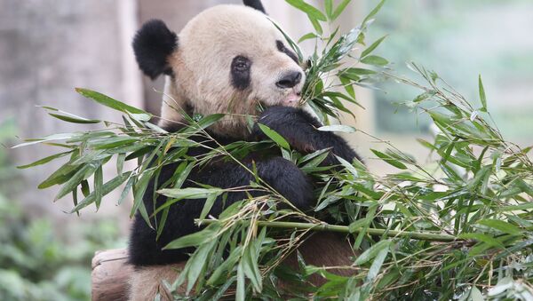 Большая панда в вольере зоопарка города Чунцин в Китае - Sputnik Беларусь