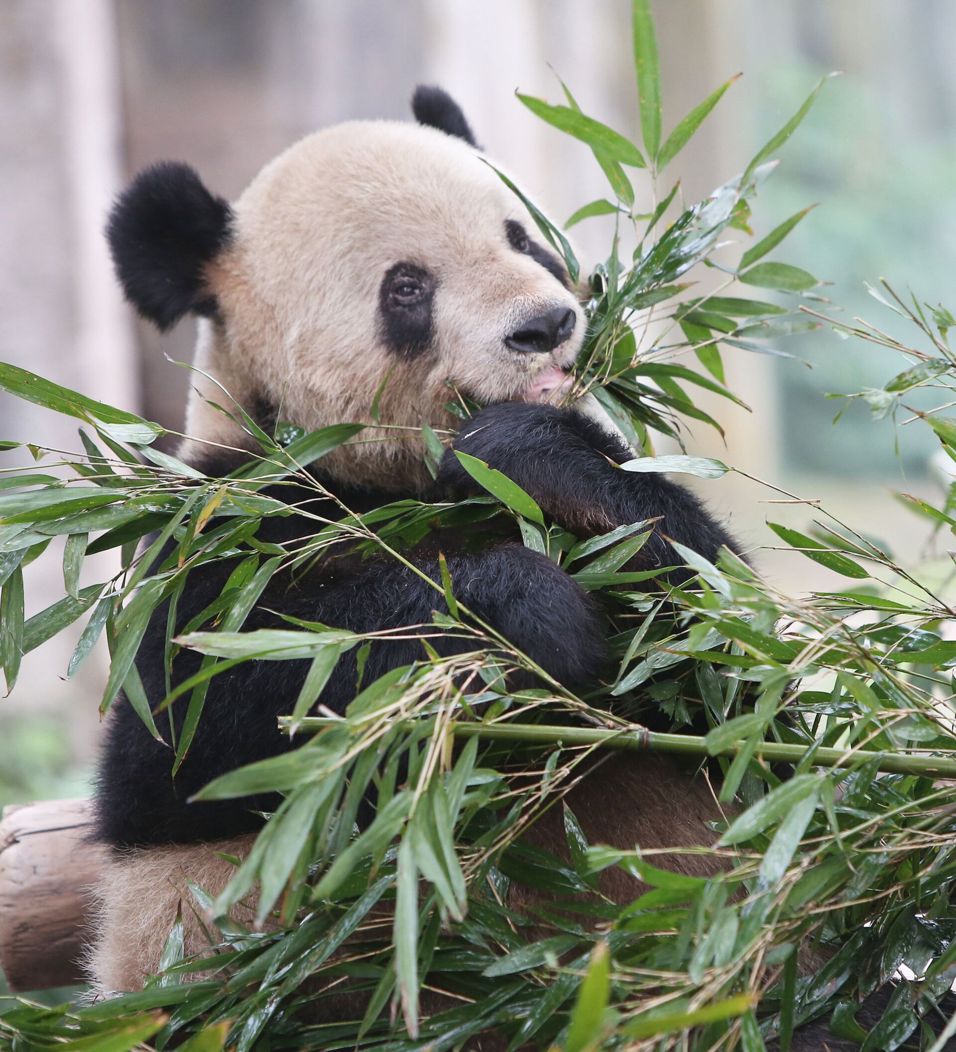 Большая панда сколько живут. Лысые панды. Лысая Панда. Панда шпион фото. Панда на руках у человека.