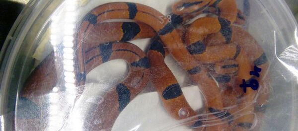 Найденная в колонке змея - Sputnik Беларусь