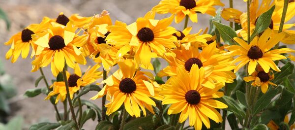 Восеньскія кветкі Восеньскія кветкі - Sputnik Беларусь