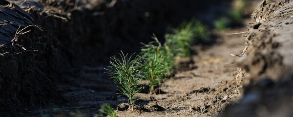 Саджанцы хвоі Саджанцы хвоі - Sputnik Беларусь