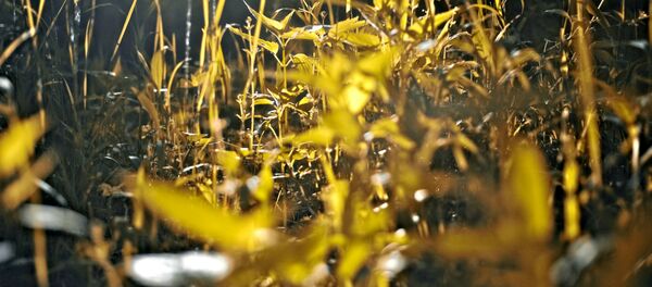 Луг увосень Луг увосень - Sputnik Беларусь