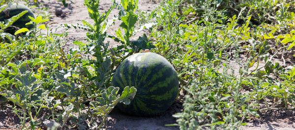 Белорусские покупатели обычно выбирают 5-6-килограммовые плоды, чтобы съесть за один раз - Sputnik Беларусь