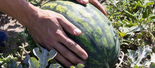 За лето через руки Виктора Викторовича прошли практически 30 тонн арбузов - Sputnik Беларусь