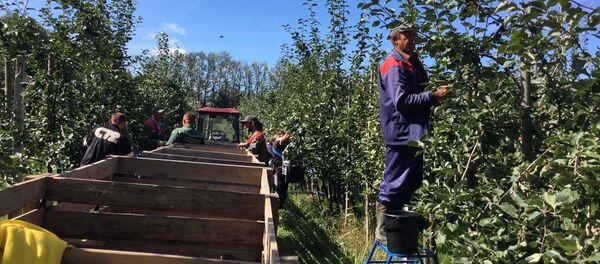 На вкус и цвет товарищей нет: белорусские яблоки не хуже польских - Sputnik Беларусь