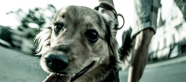 Гродненский фотограф показал, каким видит мир бездомная собака Гродненский фотограф показал, каким видит мир бездомная собака - Sputnik Беларусь