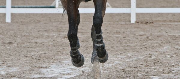 Конный спорт. Архивное фото - Sputnik Беларусь