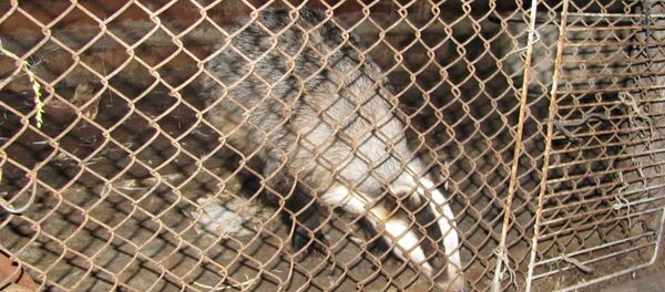 Барсук в клетке - Sputnik Беларусь