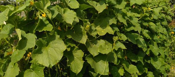 Агурочная градка - Sputnik Беларусь