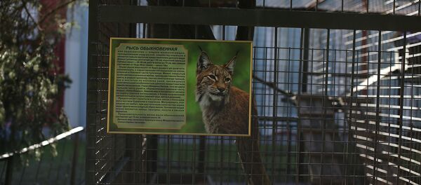 Клетка, дзе жыла рысь у вайсковай частцы унутраных войскаў МУС - Sputnik Беларусь