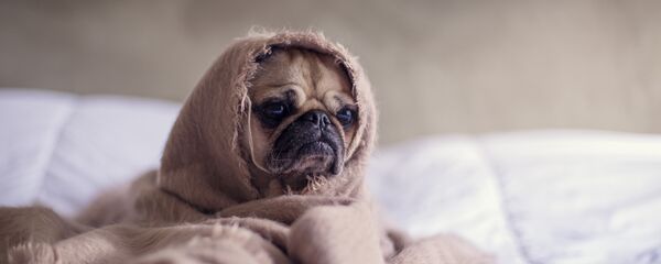 Сабака Сабака - Sputnik Беларусь