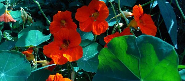 Настуркі-капуцыны - Sputnik Беларусь