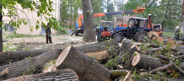 Старый тополь на площади Победы спилили за один день - Sputnik Беларусь