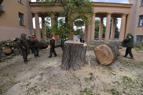 Древесина у тополя оказалась вполне здоровой - Sputnik Беларусь