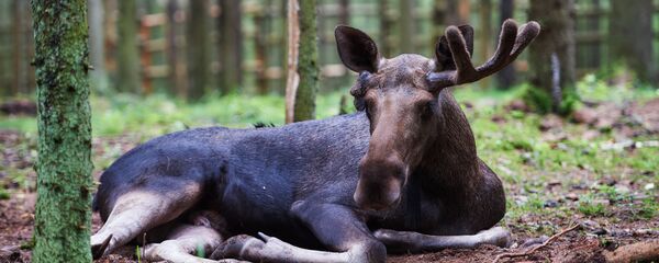 Лось. Архивное фото Лось. Архивное фото - Sputnik Беларусь