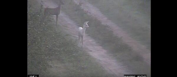 Пограничники вместо нарушителей встретили необычную косулю - Sputnik Беларусь